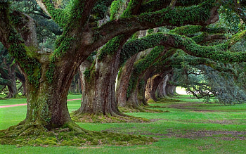 Oak Tree, Nature's beauty, Green oak tree, Woody plant HD wallpaper