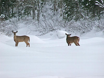 Hah! Someone is Watching Us, winter, trees, deer, snow HD wallpaper