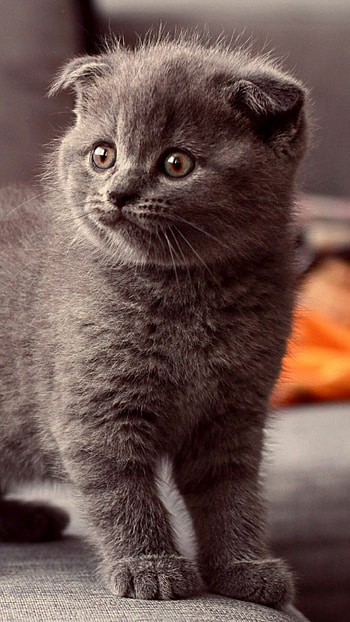 Scottish Fold, Gray cat, Sony Xperia Z1, background HD phone wallpaper