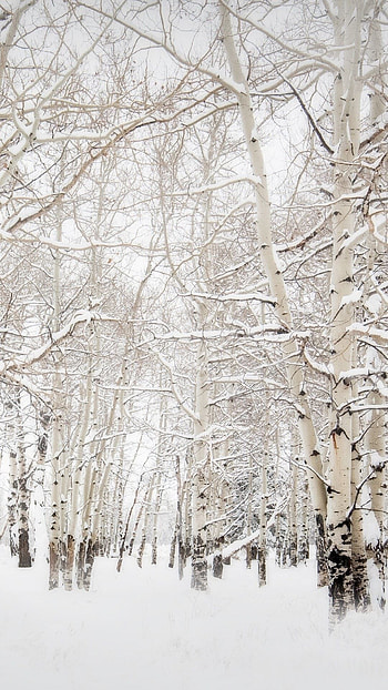 Beautiful nature , Godfather style, Winter backgrounds HD phone wallpaper