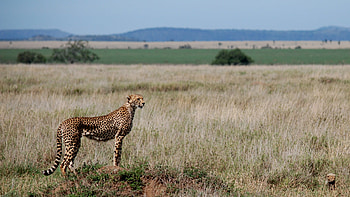 Serengeti National Park, Ona Safari, Explore, African HD wallpaper
