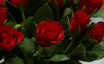 Flowers, Roses, Bright, Bouquet HD wallpaper