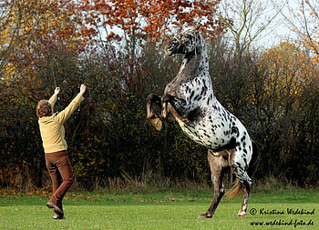 Training, horses, leopard, appaloosa, danish, knabstrupper, spotted HD wallpaper