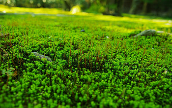 Grass, Macro, Lawn HD wallpaper