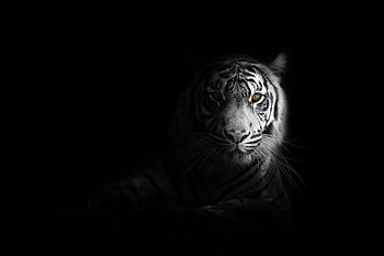 Big Cat Tiger , tiger, animals, monochrome, black-and-white HD wallpaper