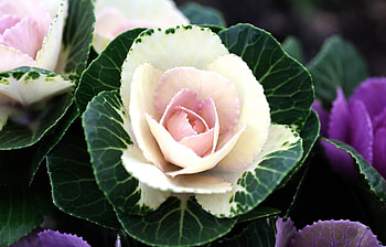 Flowers, Bloom, Flowering, Flower Bed, Flowerbed, Bicolor, Two-Color, Ornamental Cabbage, Decorative Cabbage HD wallpaper