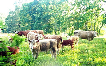 Cows In A Field, Animals, Nature, Cows, Wildlife HD wallpaper
