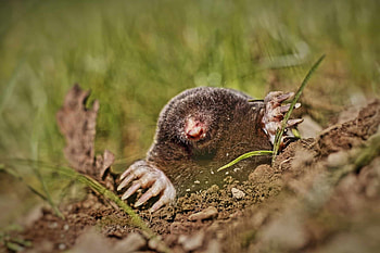 Best mole traps, Mole trap shopping, Mole trap recommendations, Mole pest control HD wallpaper