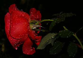 rose garden, rose, wet, 3d, red, single, nature HD wallpaper