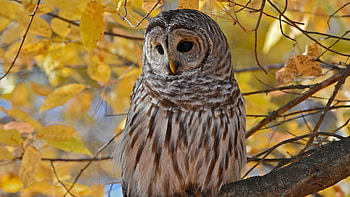 Resting Owl, leaves, nature, raptor, tree, branches HD wallpaper