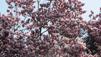 Magnolia's enchantment, Blossoms in full, Nature's artwork, Beautiful flowers HD wallpaper