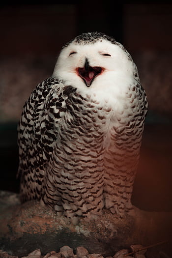 Close-up of a snowy owl with open beak, showcasing its playful expression and intricate feather patterns. HD phone wallpaper