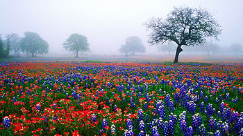 Burnet County Texas Bluebonnets and Live Oak Trees In Texas, wildflowers, mist, morning, blossoms, landscape, usa HD wallpaper