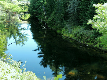 Reflections, Green, graphy, Forest, Bridge, Trees, Nature, River HD wallpaper