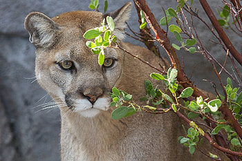 Animals, Puma, Branch, Predator, Wild Cat, Wildcat, Cougar HD wallpaper