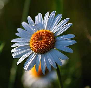 Daisy, summer, flower, drops HD wallpaper
