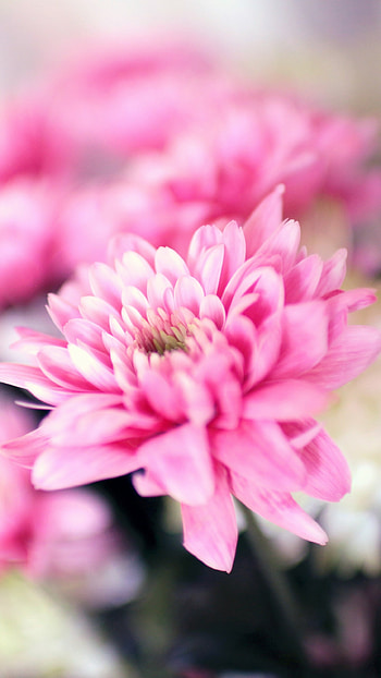 Pink flower petals, Blossom nature, Vibrant colors, Nature HD phone wallpaper