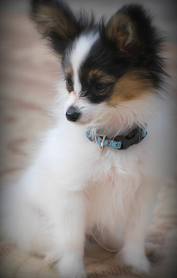 Papillon Dog, Butterfly dog, Papillon puppy HD phone wallpaper