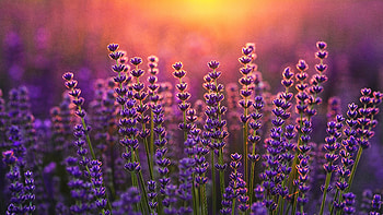 Lavender Sunrise Fields, lavender, flowers, trees, landscape HD wallpaper
