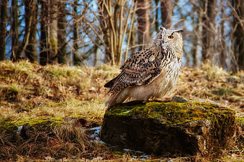Animals, Grass, Stones, Owl, Bird, Predator, Moss HD wallpaper