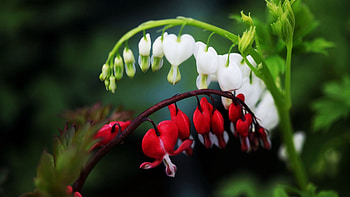 Bleeding Hearts, spring, plants, blossoms, white, red, garden HD wallpaper