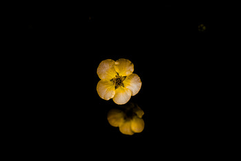 Flowers, Reflection, Flower, Macro, Bloodroot, Five-Finger HD wallpaper