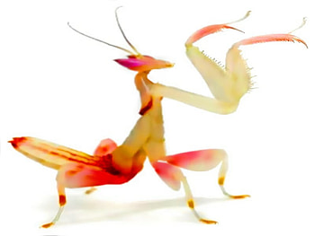 Praying Hands, colorful, orchid, mantis, predator HD wallpaper