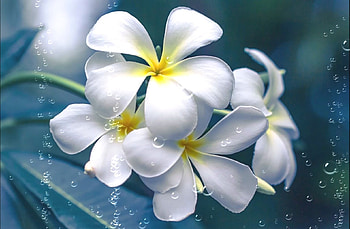 Plumeria, blue, frangipani, water, flower HD wallpaper