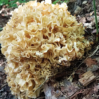 Cauliflower mushroom recoil, Offgrid, Food HD phone wallpaper