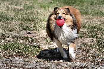 Animals, Dog, Toy, Ball, Collie HD wallpaper
