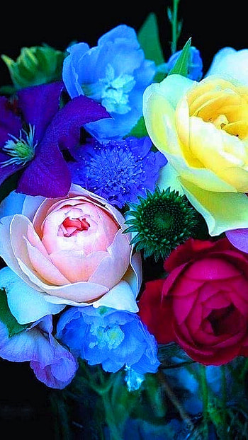 Beautiful Flowers, Colourfull Flowers HD phone wallpaper