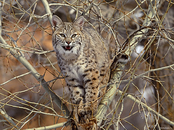 Animals, Bobcats HD wallpaper