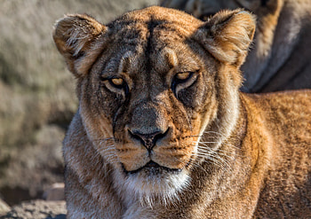 Animals, Lion, Predator, Sight, Opinion, Lioness, Calmness, Tranquillity HD wallpaper