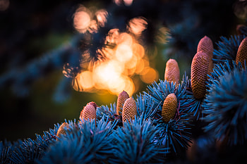 Blue Spruce Autumn , autumn, graphy HD wallpaper
