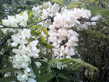 Forest, Locust Flower HD wallpaper