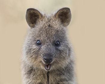 Quokka birtay party, So Perth event, Quokka-themed celebration, Fun-filled gathering HD wallpaper