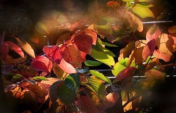 Sun Lit, dappled sunshine, autumn leaves HD wallpaper