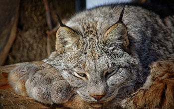 Lynx, animal, cat, tired, lynk HD wallpaper