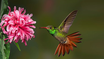Hummingbird, HQ HD wallpaper
