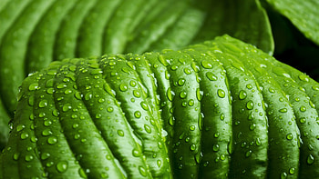 Watery leaf, Drops leaf HD wallpaper