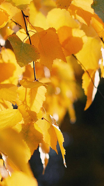 Yellow leaves, , october HD phone wallpaper