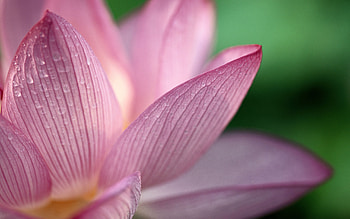 Lotus flower HD wallpaper