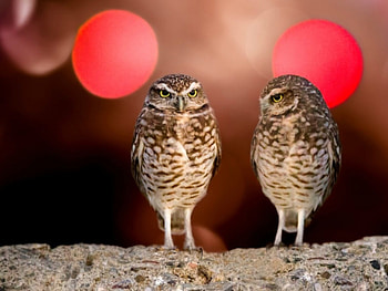 Two Owls, animal, eyes, birds, owl HD wallpaper