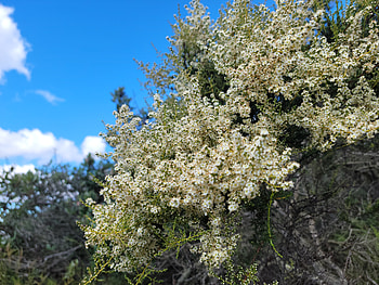Floral Closeup - White Flowers, sky, white, plant, close-up, flower, graphy, nature HD wallpaper