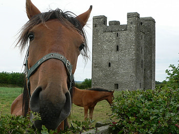 Animals, Horses HD wallpaper