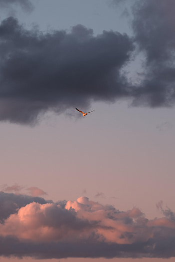 Sky, Clouds, Bird, Minimalism, Flight, Wings HD phone wallpaper