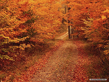 Autumn path, nature, forest, tree, path HD wallpaper