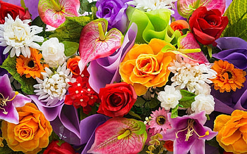 Colors, beautiful, flower, red HD wallpaper