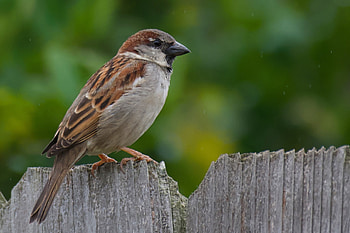 Common backyard bird, Sparrow species, Detailed observation, Nature observation HD wallpaper
