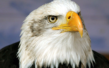 Animals, Bird, Beak, Predator, Eagle HD wallpaper